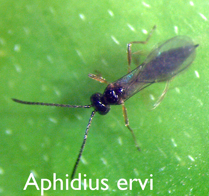 Aphidius ervi